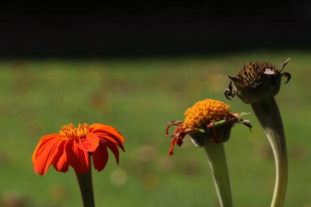 knallorangene Blüte vor grünem Hintergrund, daneben ein verblühter und ein sehr verblühter, ja, schon verdorrter Blütenrest