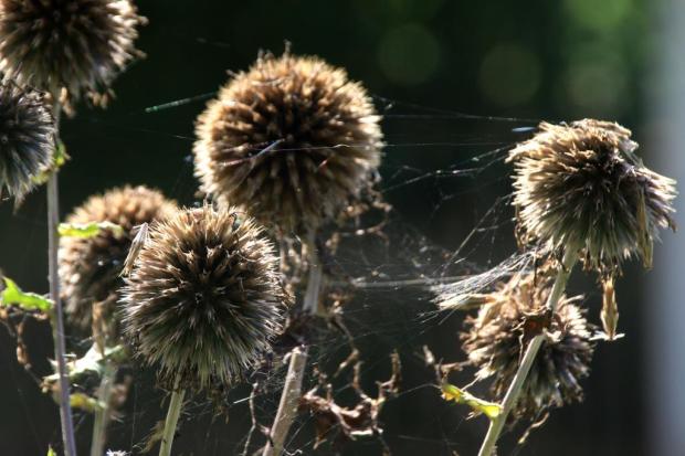 Distelkugeln, mit zarten Spinnweben im Gegenlicht verwoben