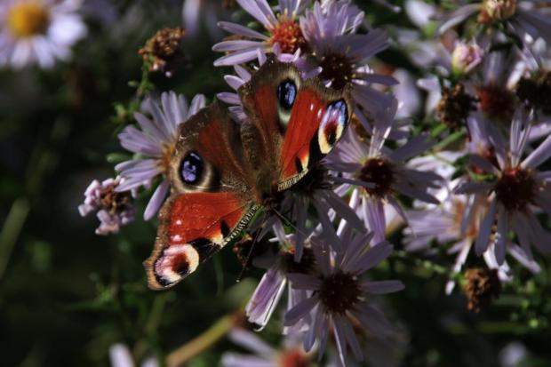 Schmetterling - ein Pfauenauge - auf zartlilafarbenem Blütengrund